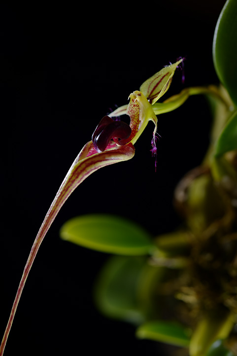 800_6949 Bulbophyllum ornatissimum.jpg